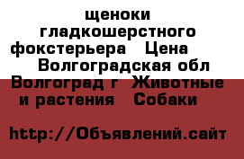 щеноки гладкошерстного фокстерьера › Цена ­ 8 000 - Волгоградская обл., Волгоград г. Животные и растения » Собаки   